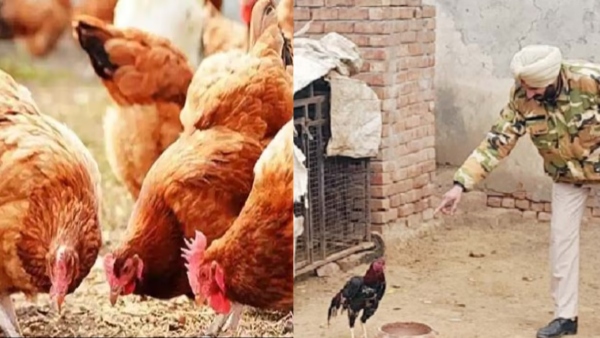 punjab police gives security to chicken punjab Court Strange Cases