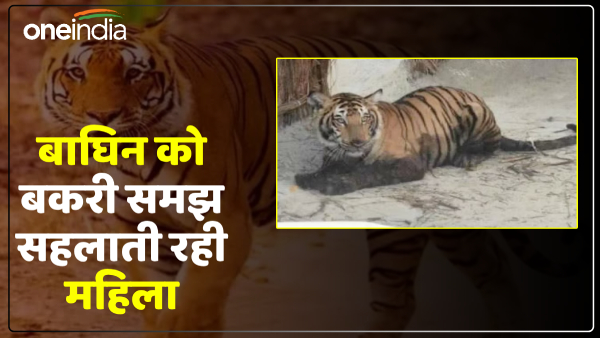 up-news-woman-kept-caressing-tigress-thinking-she-was-a-goat up-news-woman-kept-caressing-tigress-thinking-she-was-a-goat