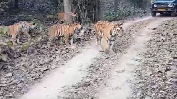 Panna Tiger Reserve Fog Five Lions (2)