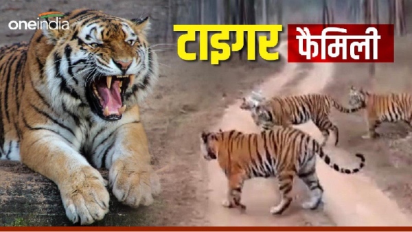 Panna Tiger Reserve: