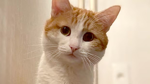 Cat dies after thrown 