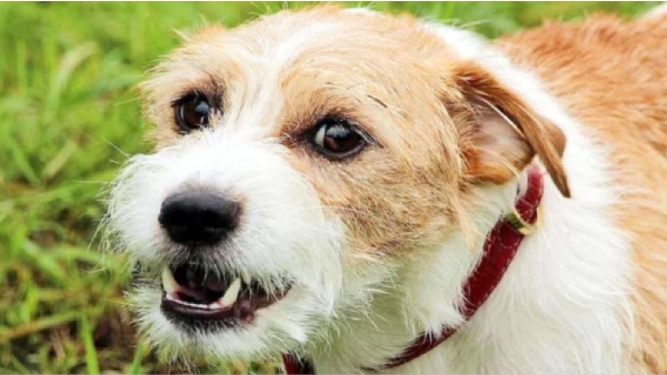 sagar dog case (1)