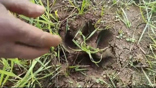 Tigers Pugmark Chhindwara