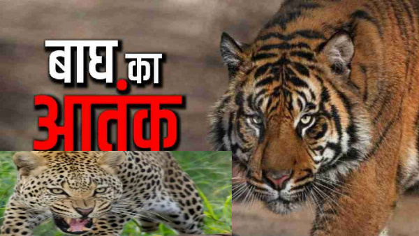 Uttarakhand news rudraprayag tiger Guldar movement seen residential area stir seen in CCTV camera.