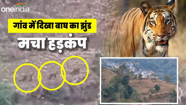 Uttarakhand news Video When group tigers reached village fields stir, what happened everyone shocked.