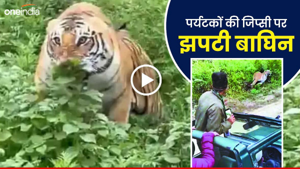 Uttarakhand news: Tigress pounces on tourists gypsy, breath stops, then this happens