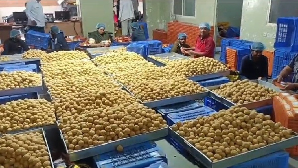 Ujjain Ayodhya Laddu