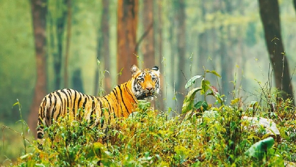 Umaria woman in the jaws of the tigress