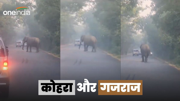 Video elephant jam on the road dense fog suddenly Gajraj reached between vehicles, created commotion, then happened