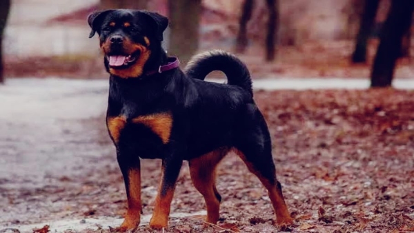 Weapons fired between two sides when dog barked, nearly a dozen injured