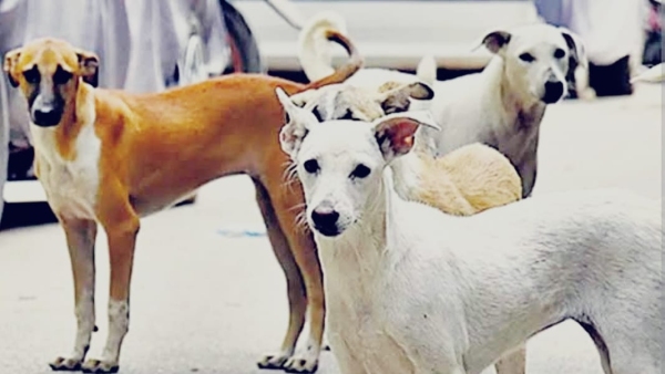 4 year old innocent died due to dog bite, was bitten 17 days ago, was undergoing treatment in AIIMS 4 year old innocent died due to dog bite, was bitten 17 days ago, was undergoing treatment in AIIMS