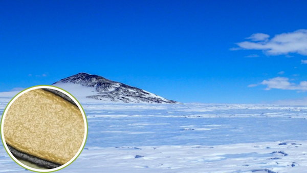 zombie-virus-still-infectious zombie-virus-still-infectious