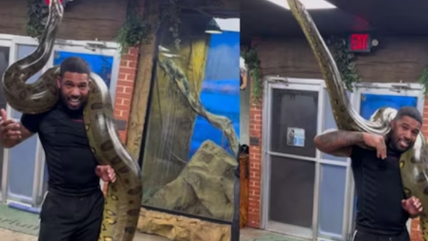Man lifted green anaconda
