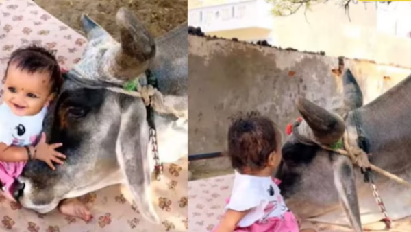 Cow and toddler cute interaction