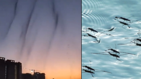 Pune Mosquitoes Tornado Pune Mosquitoes Tornado