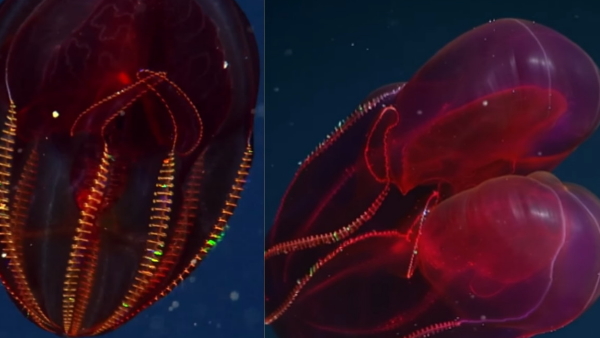 Beautiful creature with sparkly rainbow wings