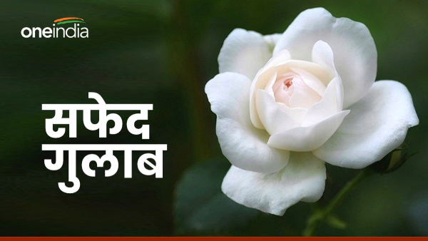 White Rose White Rose