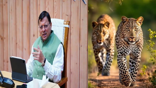  CM pushkar Dhami became strict on attacks tiger leopard strict steps taken regarding such incidents.