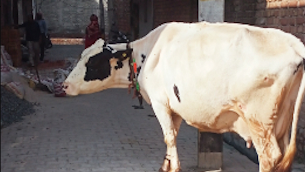 MCD की कार्रवाई, कई अवैध डेयरियां सील, 102 मवेशी रेस्क्यू