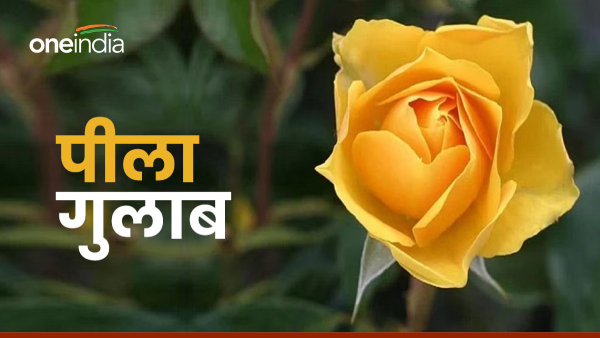 Yellow Rose Yellow Rose