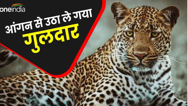 Uttarakhand news Guldar killed four year old child playing courtyard took him away front of family Uttarakhand news Guldar killed four year old child playing courtyard took him away front of family