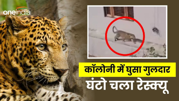 Uttarakhand news Guldar video entered residential colony haldwani high voltage drama 6 hours happen Uttarakhand news Guldar video entered residential colony haldwani high voltage drama 6 hours happen