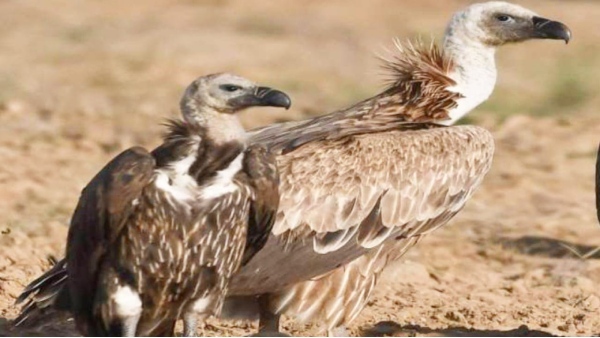 Jatayu Conservation Campaign Rewa