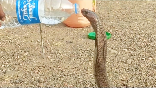 King Cobra started drinking water from bottle Betul