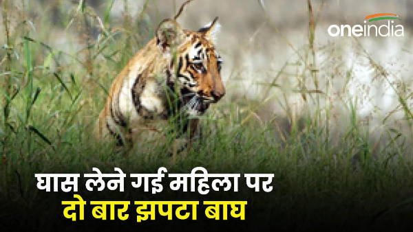 Uttarakhand news kotdwar Tiger attacked woman going collect grass not successful first time pounced twice then this happened