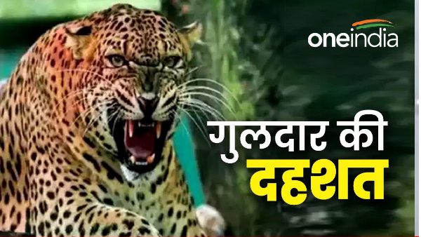 Uttarakhand news leopard guldaar Terror everywhere pounced scooty riders laborers chased srinagar
