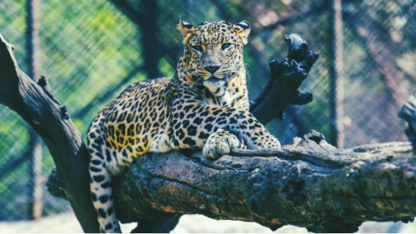 Leopard trapped in farm enclosure