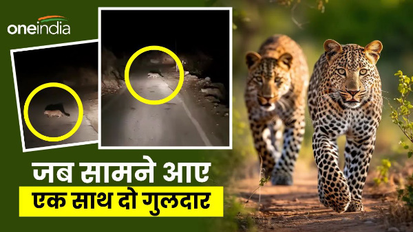 Uttarkashi video leopard People scared after seeing two henchmen together in Bhatwadi suddenly front vehicle moving on the road at night, know what happened next