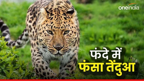 leopard trapped in trap