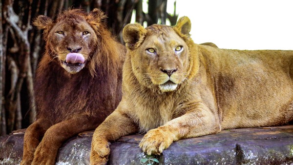 Lion name Akbar-Sita