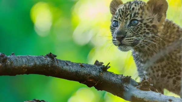 cub