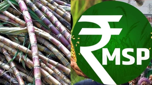 Sugarcane Price Sugarcane Price