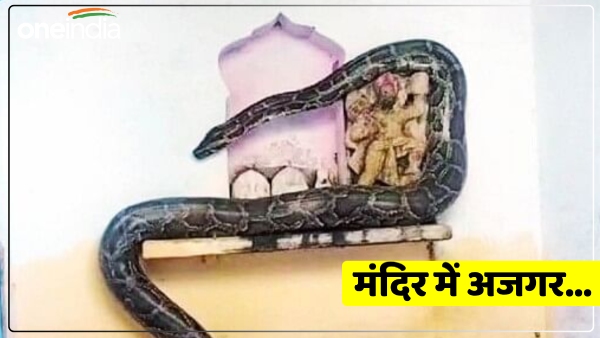 up-news-giant-python-seen-in-the-temple-first-went-to-shivalinga