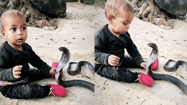 Kid playing with snake