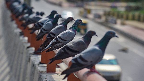how Pigeon doing spying how Pigeon doing spying