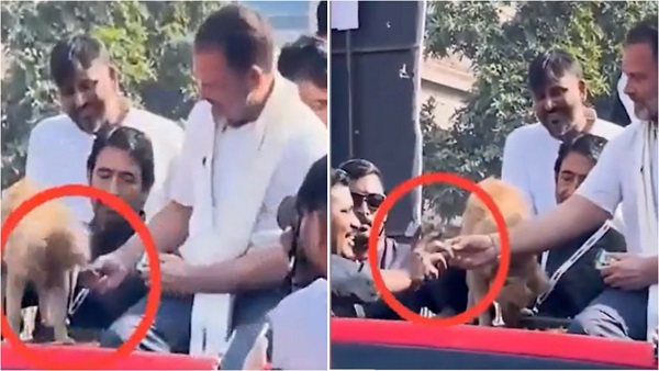 Rahul Gandhi Video Rahul Gandhi Video