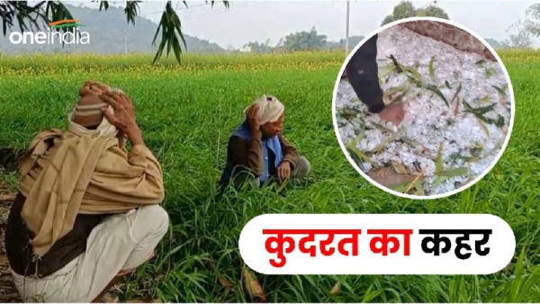 Rain and hailstorm destroy crops in Satna
