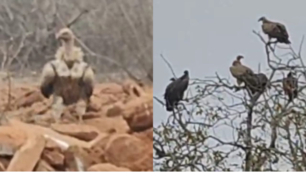 Five extinct species of vultures Five extinct species of vultures
