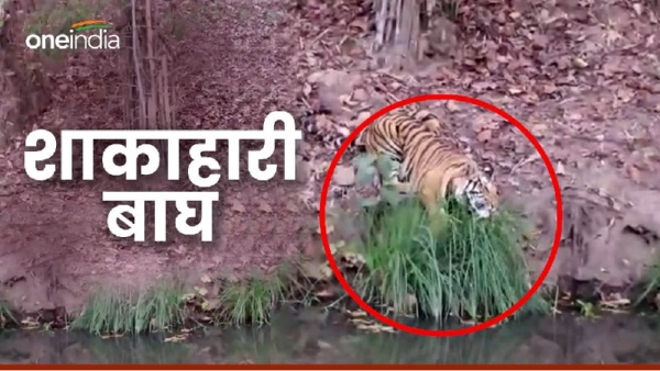 Tiger seen eating grass Tiger seen eating grass