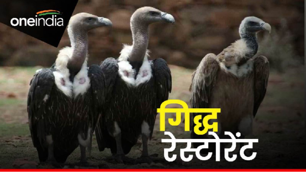 Vulture Restaurants Rewa News Vulture Restaurants Rewa News