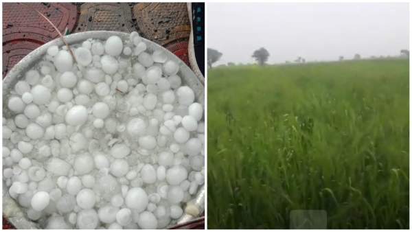 MP News: Wheat, gram and mustard crops damaged by Aloo, hail up to 50 grams in Hoshangabad.