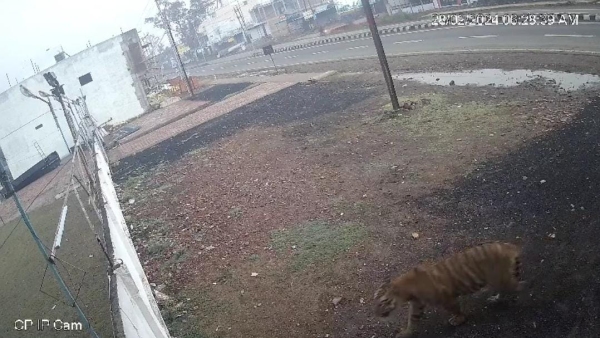 Tiger seen on Sanchi Road in Raisen, people out on morning walk stunned captured in CCTV