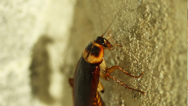 cockroach