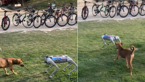 When Robotic dog meets real dog