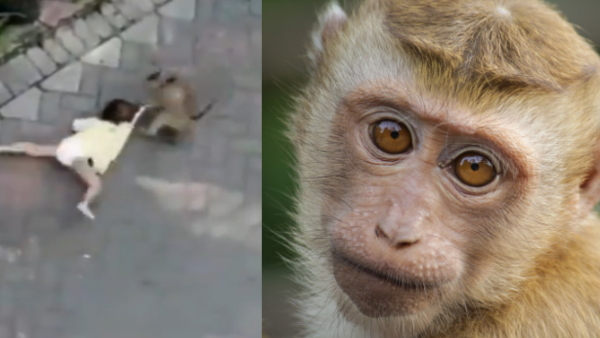 Monkey Video