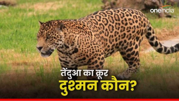 Leopard found hanging in Panna Tiger Reserve